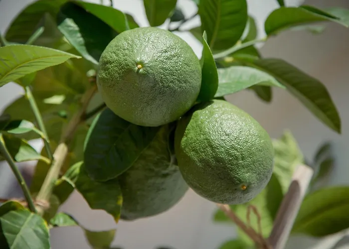 With Parking Space Biograd Na Moru, Biograd - 24023 דירה ביוגראד נה מורו